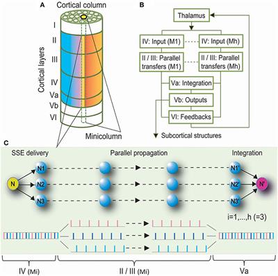 Cellular and Network Mechanisms for Temporal Signal Propagation in a Cortical Network Model